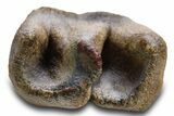 Fossil Woolly Rhino (Coelodonta) Tooth Crown - Siberia #316643-2